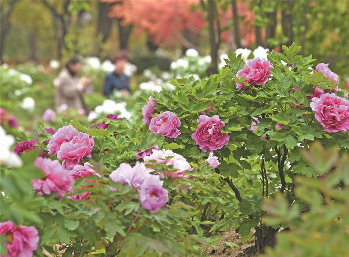 江南大学牡丹园（还月亮 摄）