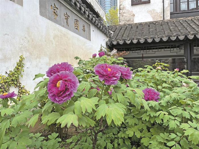 小娄巷福寿堂内的牡丹