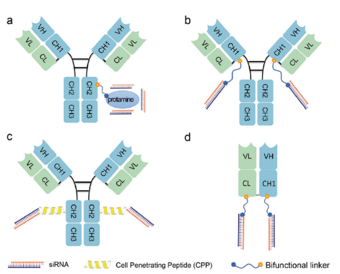 图2. 抗体-siRNA偶联物的示意图（ARCs）