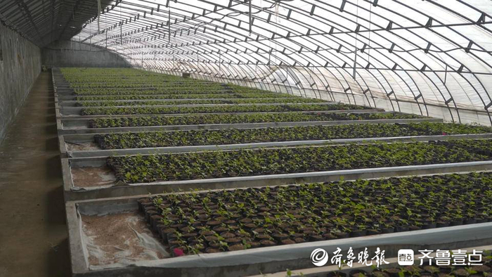 从太空回来的马铃薯实生籽催芽后成为“实生苗”，移栽至德州乐陵许家村的一个大棚里生长。摄影：齐鲁晚报记者  李庆都