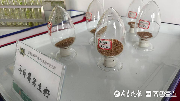 位处德州乐陵市的国家马铃薯工程技术研究中心大厅里，宛如芝麻粒的马铃薯实生籽供人参观。摄影：齐鲁晚报记者 都亚男  