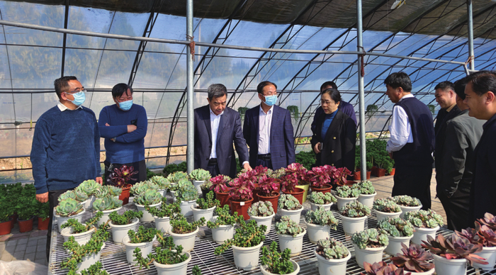 河北省领导观摩多肉植物基地项目