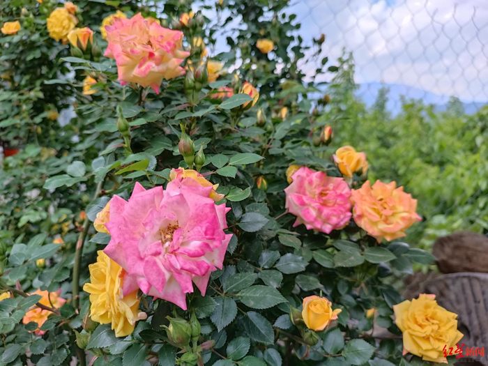 贺英家小院里的鲜花盛开