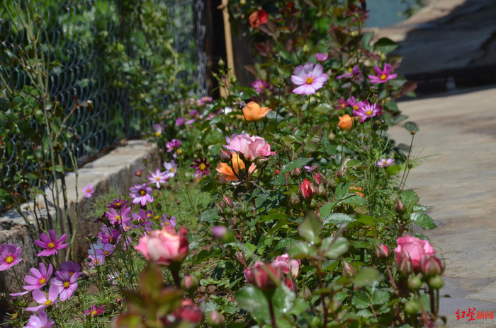 贺英家的小院开满了鲜花