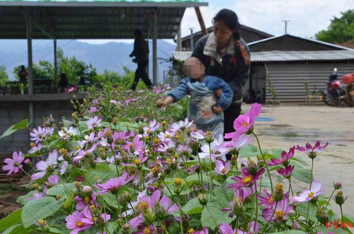 贺英家的小院里种了很多格桑花