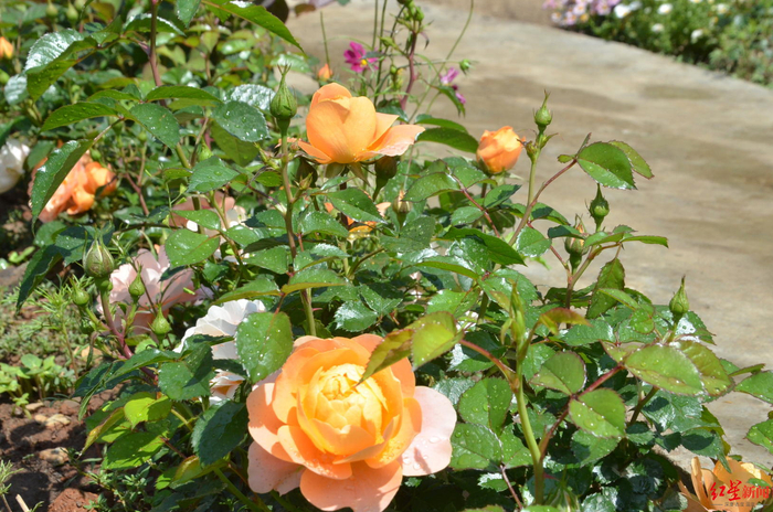 贺英带家的小院鲜花盛开