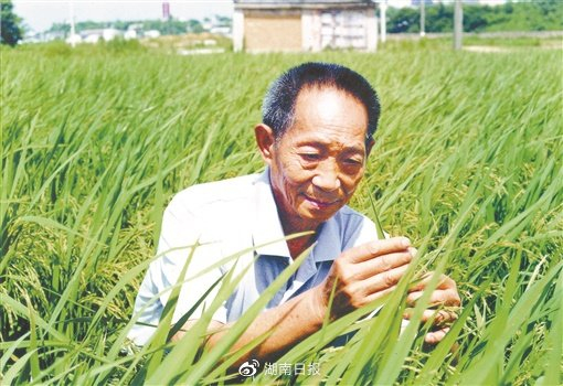 袁隆平。 王精敏 摄