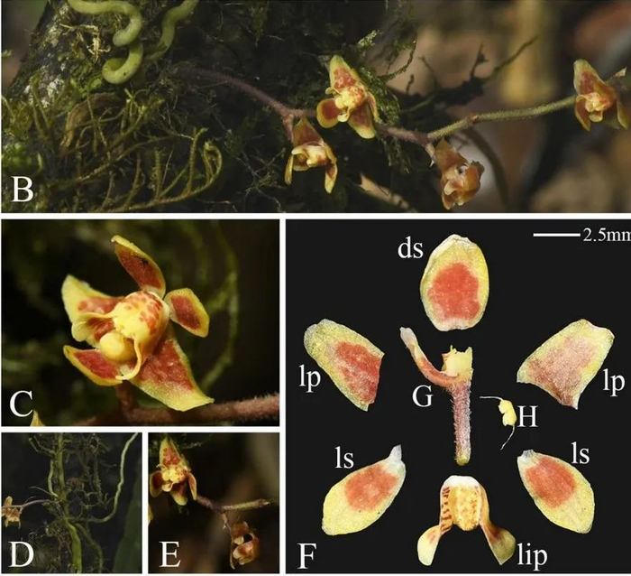 图为墨脱异型兰的花部结构。（中国科学院植物研究所供图）