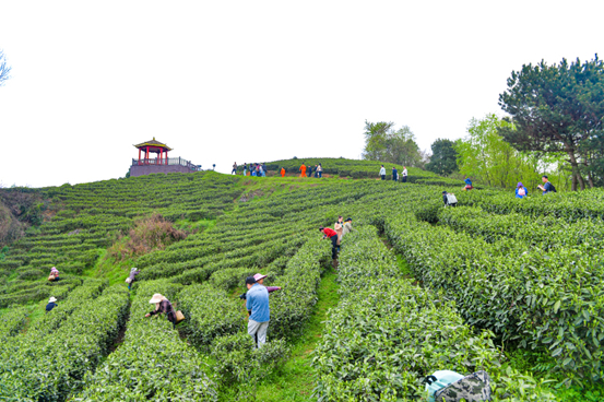 　　茶农们穿梭于茶场间 摄/任珍宇