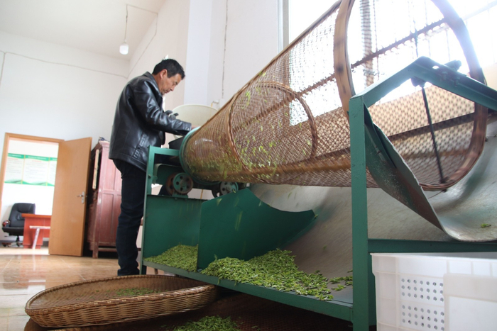 茶农在分拣大小不一的茶叶。