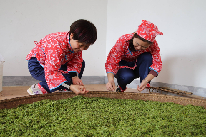 茶农在挑选刚刚采摘的茶叶。