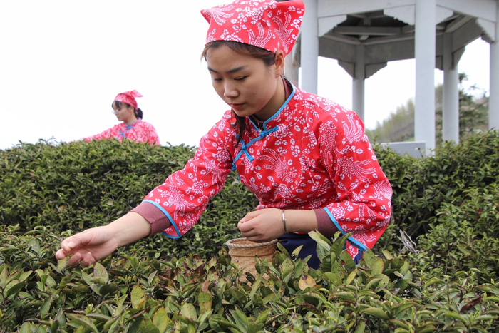 北浴茶农采茶忙。