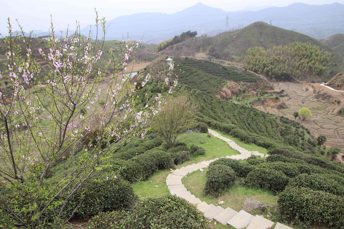 滑石村茶园景象。