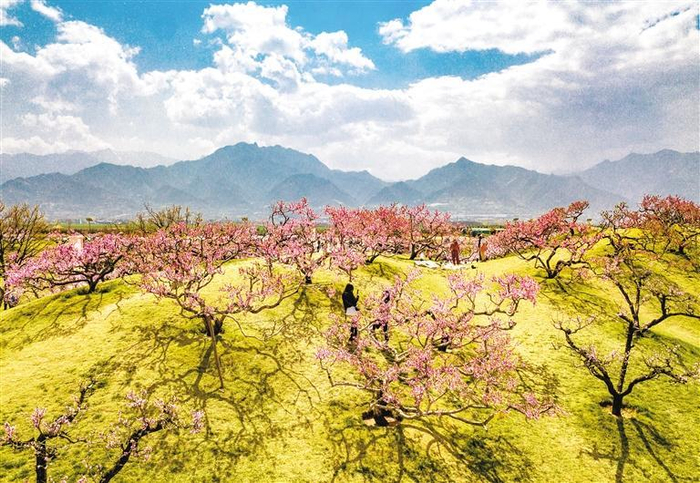 3月30日，长安区桃花盛开惹游人。  （资料图片 首席记者 王健 摄）
