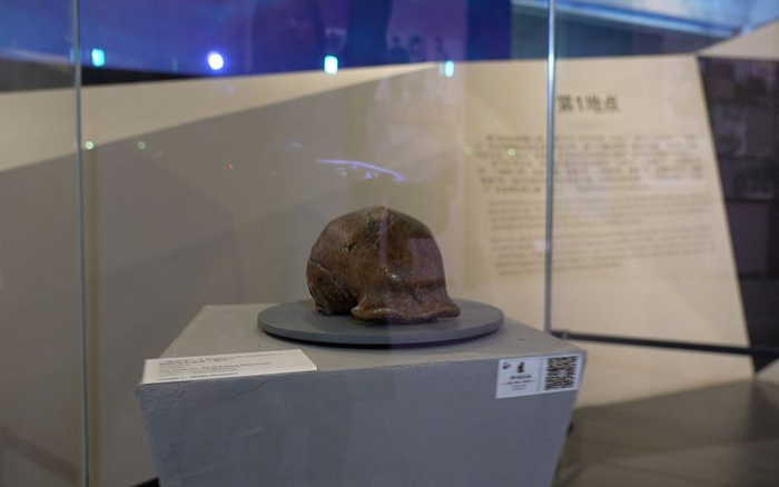 发掘出土的第一块“北京人”头盖骨化石复制品。新京报记者 王巍 摄