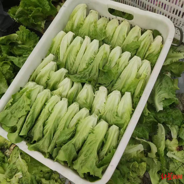 ▲蔬菜基地的有机生菜