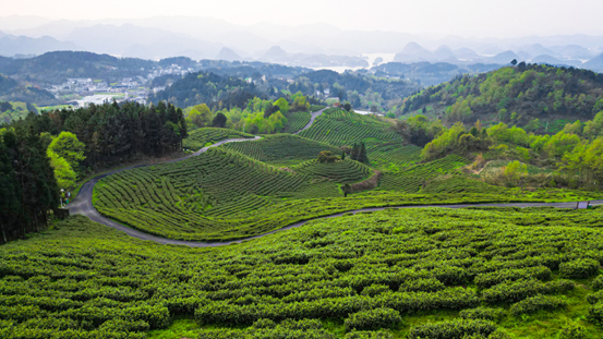 　　茶场风光 摄/任珍宇