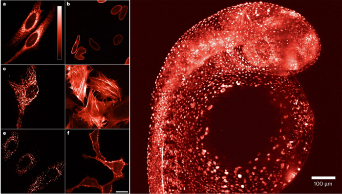 图2. mScarlet3用于斑马鱼幼虫细胞的成像