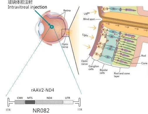 图片来自：纽福斯生物