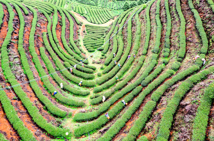 春茶采摘季，图为始兴县沈所镇咸鱼头茶场。赖瑞莲 陈宏超 摄