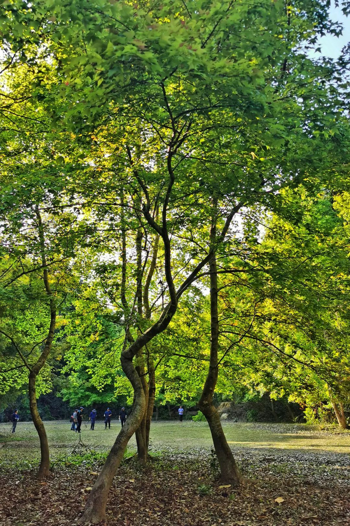 沿途：春意盎然的枫树大草坪