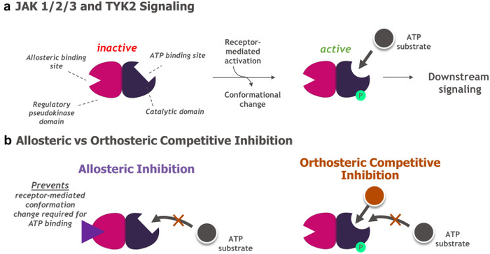 变构与正构竞争（Dermatol Ther）
