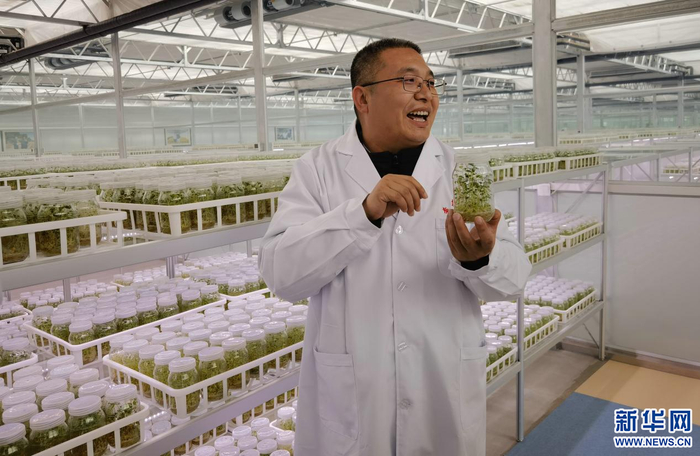 　　商都马铃薯组培中心工作人员在介绍种子繁育过程。新华网郝芳芳摄