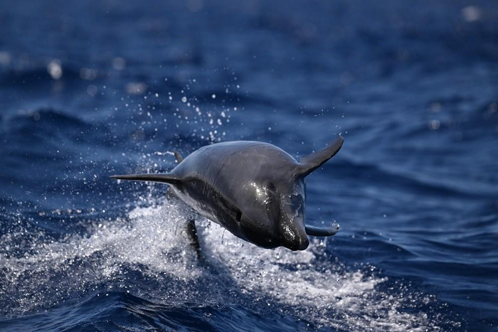 　　尼克尔 Z 400mm f/4.5 VR S样张