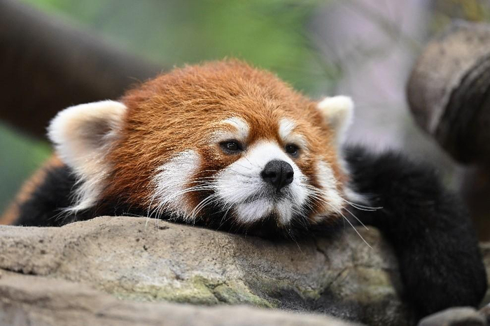 　　尼克尔 Z 600mm f/4 TC VR S样张