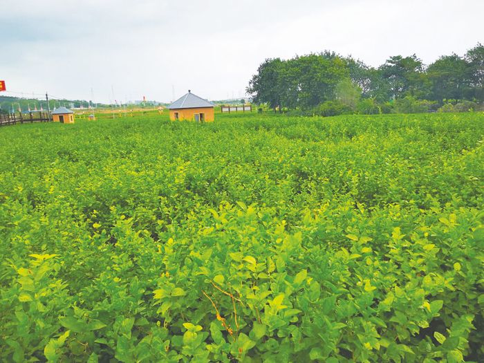     中华茉莉园万亩花田满眼是绿   本报记者郑芳 摄