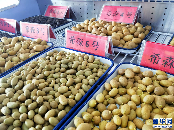 　　具有完全自主知识产权的品种，是马铃薯的“芯片”。新华网郝芳芳摄