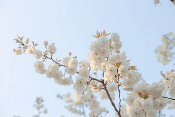 （图源：小红书@一只若离酱）