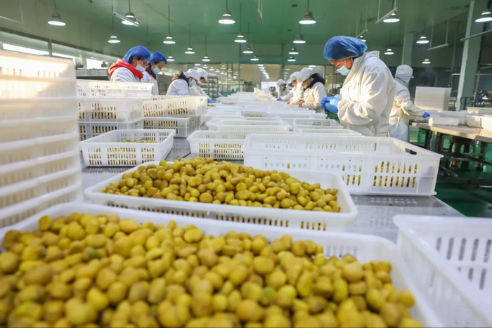 在位于河北省迁西县的唐山尚禾谷板栗发展有限公司，工人正给鲜板栗去壳。李少华摄