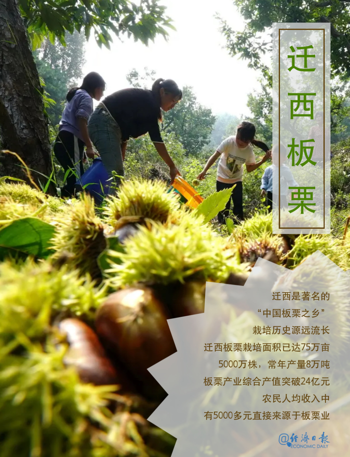 河北省迁西县三屯营镇张家庄村的农民在收获板栗。董军摄，张晓制图