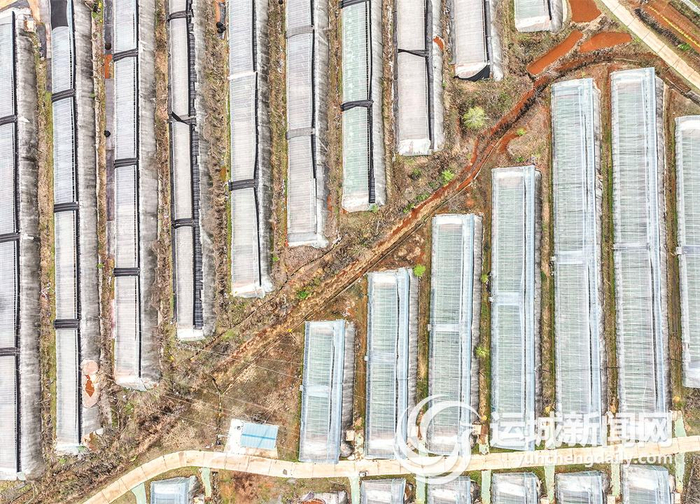 垣曲县皋落鼎诺种养专业合作社整齐排列的设施大棚。本报记者 金玉敏 摄