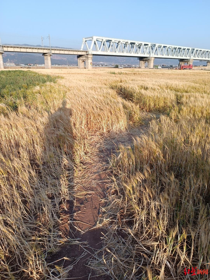 ↑麦田中走出的小路