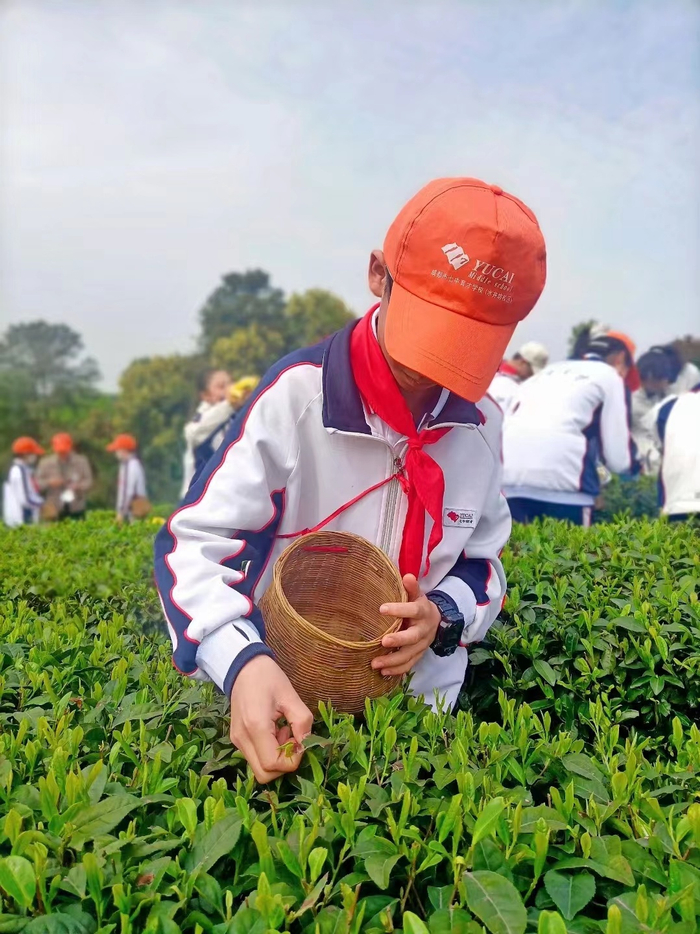 4月6日，成都七中育才学校组织学生在蒲江茶园体验采茶活动，学习茶文化。李琳懿 摄