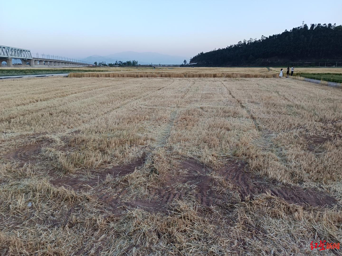 ↑有麦田已经被收割