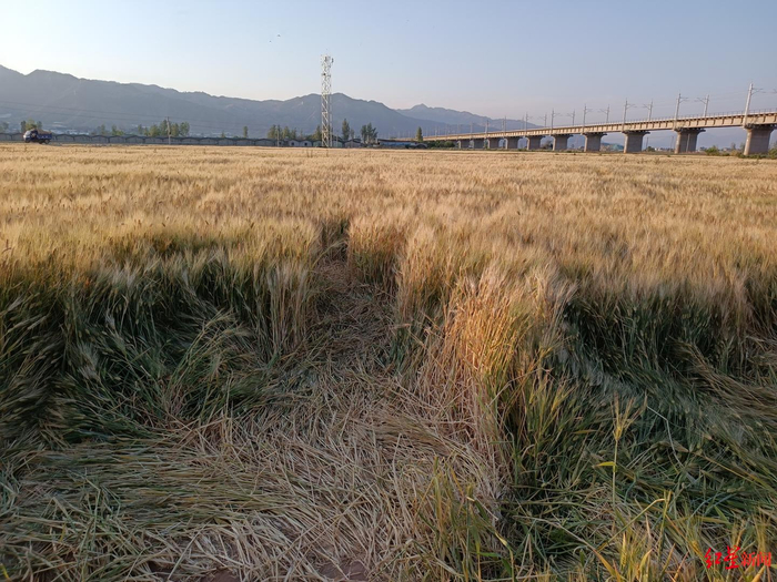 ↑被踩倒的麦子