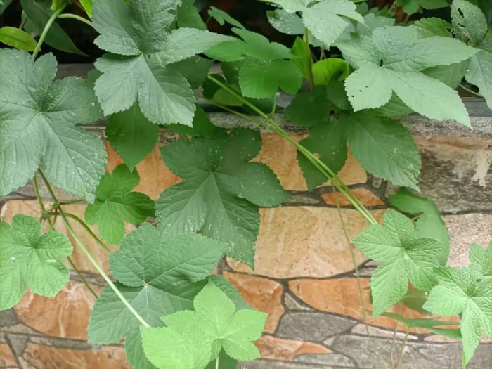 华北地区，葎草花粉是很常见的致敏花粉，“拉拉秧”/冷杉故事供图