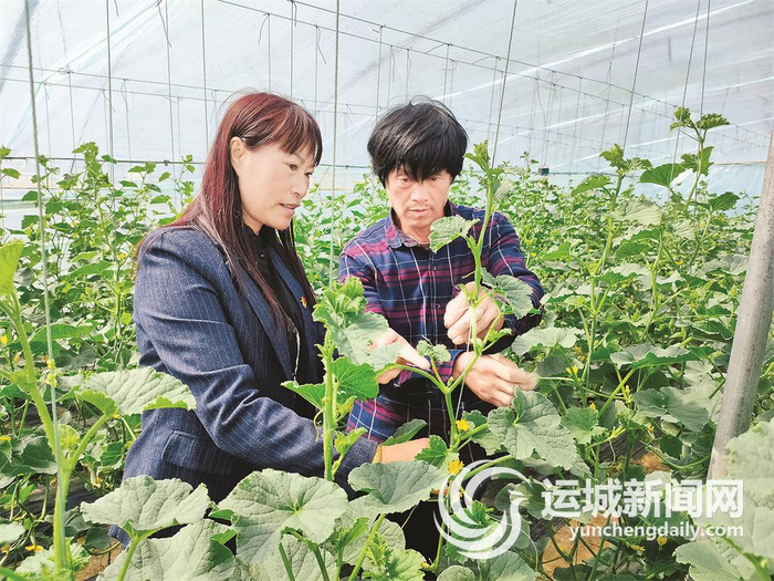 涑之畔公司总经理钱亚波在指导农户为瓜秧掐侧芽。 本报记者 范 娜 摄
