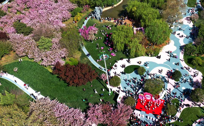 4月9日，市民在石家庄市栾城区樱花公园赏花游玩（无人机照片）。