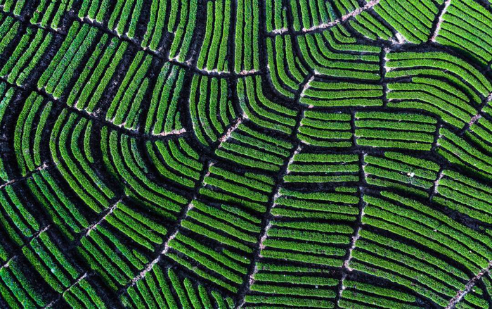 3月的通江县铁佛镇金山村茶园。程聪摄