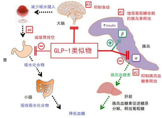 图：GLP-1类似物的作用机制，来源：天风证券