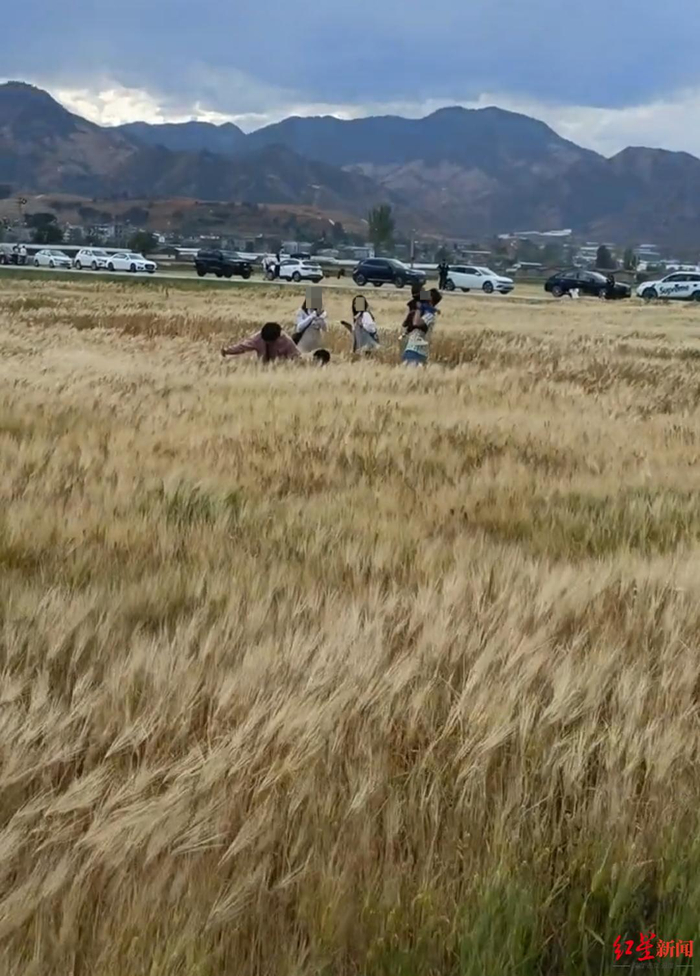 ↑游客在麦田里拍照打卡