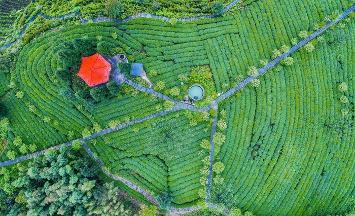 初春，纳溪区白节镇团结村春茶便开始开摘。刘学懿 摄
