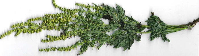 豚草的花粉也很常见，这是一种外来侵入性物种