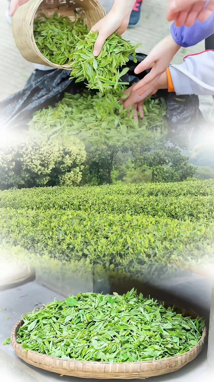 4月6日，游客在蒲江茶园采下的新茶。李琳懿摄