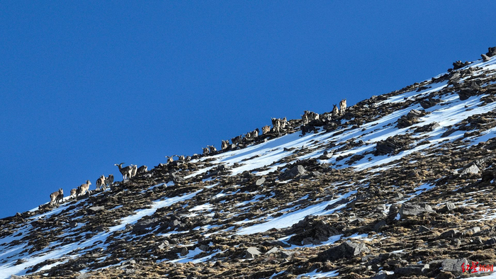 4月9日，荣修楚臣拍到岩羊群出没的画面