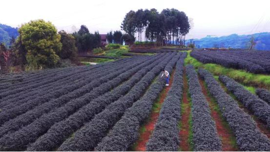 沐川紫茶茶园春色。沐川县委宣传部供图